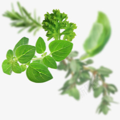绿色模糊创意植物png免抠素材_新图网 https://ixintu.com 创意 植物 模糊 绿色