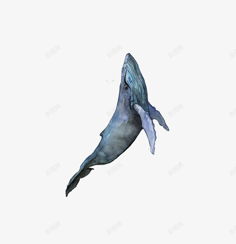 海豚装饰元素png免抠素材_新图网 https://ixintu.com 个性化 元素 幸福 海豚 素描 装饰 设计
