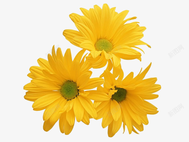 花png免抠素材_新图网 https://ixintu.com 太阳花 花朵 菊 鲜花 黄菊花