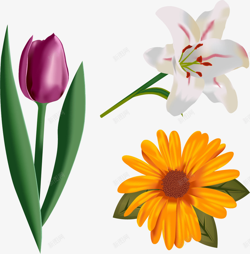 三朵精美的花朵png免抠素材_新图网 https://ixintu.com 白色 百合花 矢量素材 紫色 菊花 郁金香 黄色