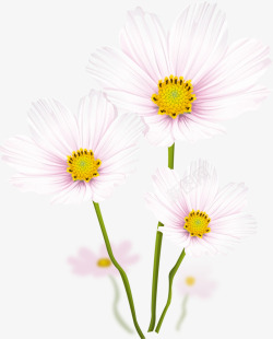 白色菊花彩绘花朵素材