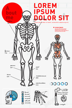 解刨说明骷髅解刨信息图矢量图高清图片