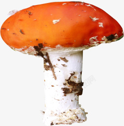 棕色蘑菇素材
