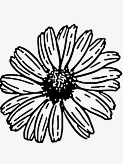 菊花素材
