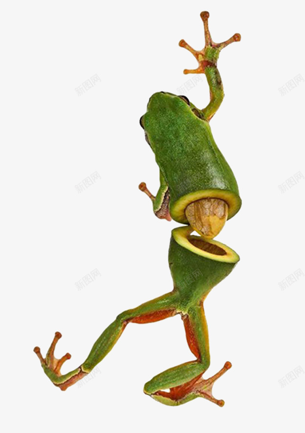 奇奇怪怪的蔬果青蛙png免抠素材_新图网 https://ixintu.com 个性 创意 动物 单页 奇怪 搞笑 板报 核桃 海报 蔬果 蔬菜 青蛙