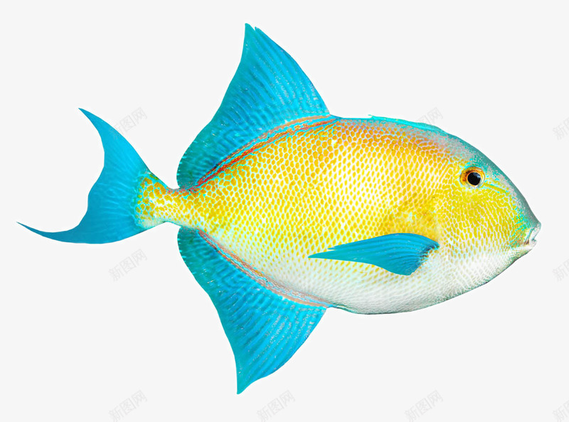 美丽的热带鱼png免抠素材_新图网 https://ixintu.com 小鱼 彩色的海洋鱼类图片 彩色鱼 海洋生物 漂亮的鱼 热带鱼 美丽的热带鱼 鱼儿 鱼类
