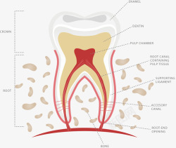 牙齿信息表素材