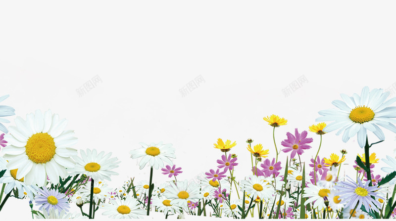 白色小菊花和紫色花朵png免抠素材_新图网 https://ixintu.com 小菊花 白色花朵 紫色花朵 花卉