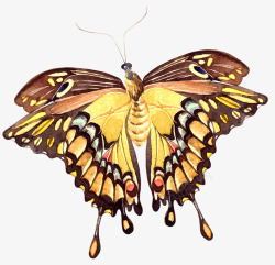 生物标本手绘唯美漂亮蝴蝶高清图片
