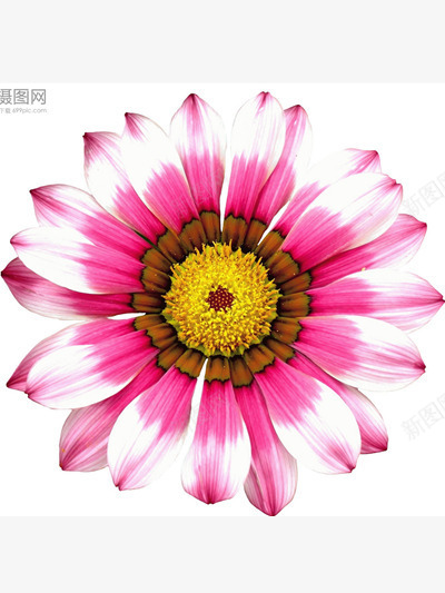 盛开的花朵png免抠素材_新图网 https://ixintu.com 粉色 菊花 鲜花