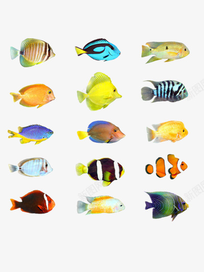 小鱼png免抠素材_新图网 https://ixintu.com 小鱼 彩色的海洋鱼类图片 彩色鱼 海洋生物 漂亮的鱼 热带鱼 鱼儿 鱼类