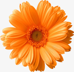 橙色简约菊花装饰图案素材