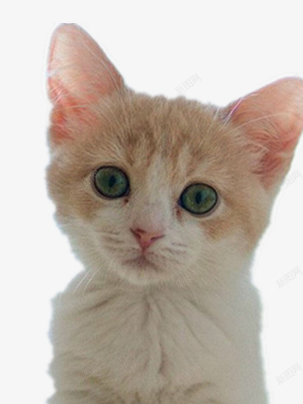 白色小猫咪png免抠素材_新图网 https://ixintu.com 产品实物 可爱的猫咪 大眼的猫咪 漂亮的猫咪