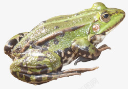 漂亮青蛙绿色可爱青蛙高清图片