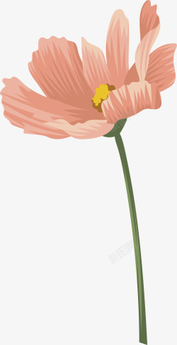 粉色野菊花粉红美丽夏天大力菊矢量图高清图片