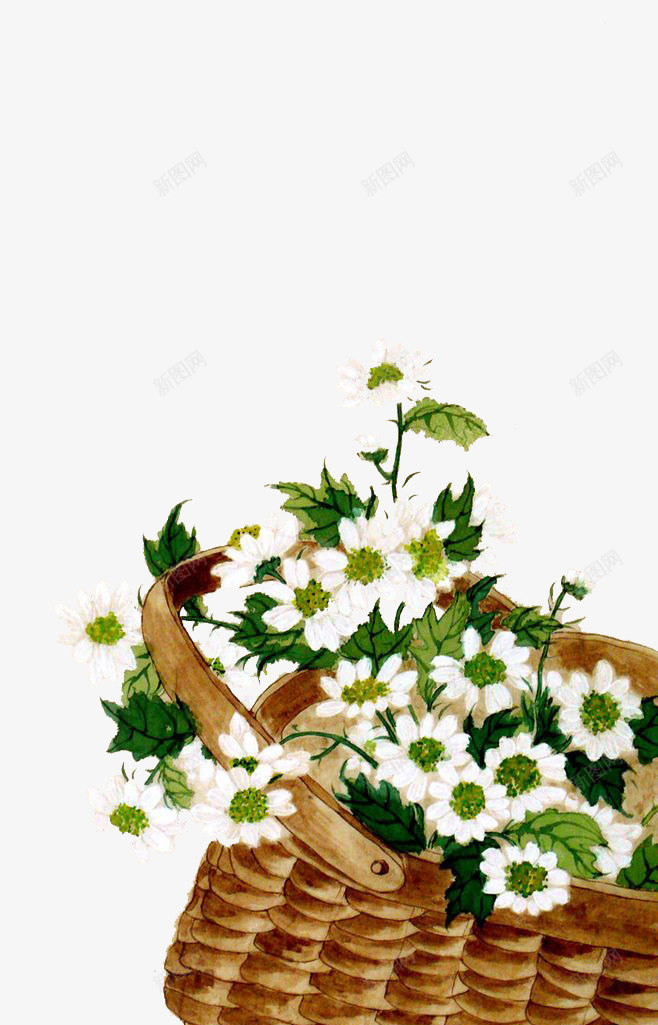 白色菊花png免抠素材_新图网 https://ixintu.com 植物 母菊 白色 花卉
