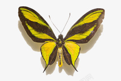 黄色条纹蝴蝶动图素材