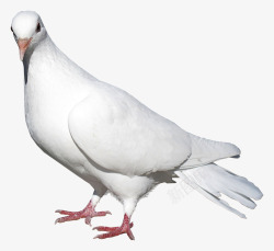 漂亮的鸽子图片白色鸽子高清图片