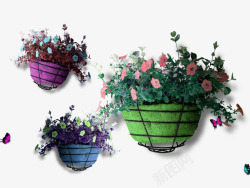彩色小盆栽实物盆栽阳台植物高清图片