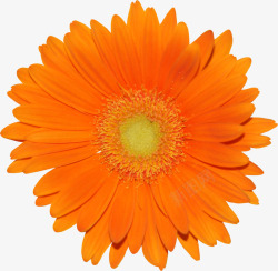 橙色菊花花卉素材