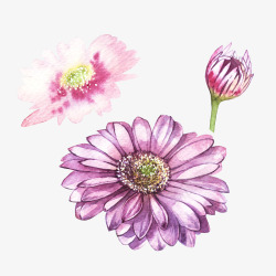 春上新粉色水彩菊花粉色菊花高清图片
