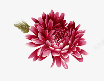 手绘紫色菊花png免抠素材_新图网 https://ixintu.com 手绘花 紫色菊花 菊花
