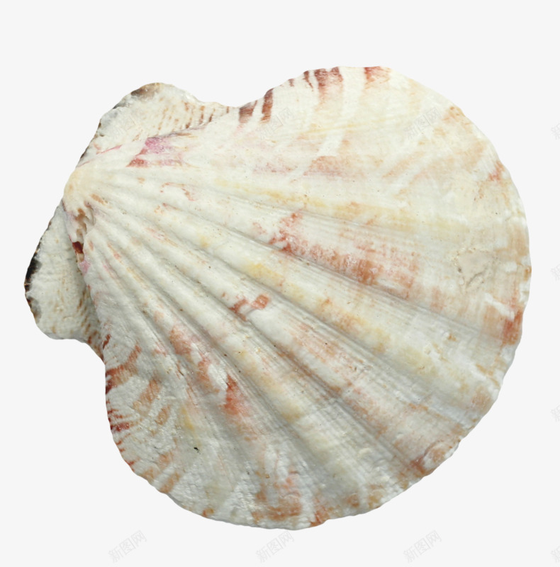 白色贝壳png免抠素材_新图网 https://ixintu.com 斑点 沙滩 漂亮 白色 贝壳