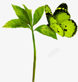 超唯美漂亮绿色蝴蝶叶子素材
