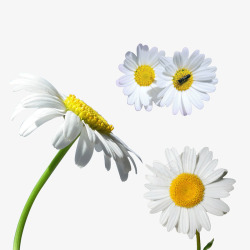 蜜蜂白色白色菊花高清图片