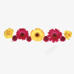 重阳节大红色黄色菊花花朵装饰免素材
