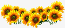 黄色模糊向日葵花朵png免抠素材_新图网 https://ixintu.com 向日葵 模糊 花朵 黄色
