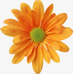 橘黄色花朵橘黄色的菊花高清图片