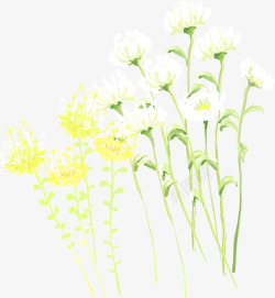 白色黄色菊花素材