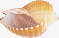 漂亮海螺矢量漂亮的海螺高清图片