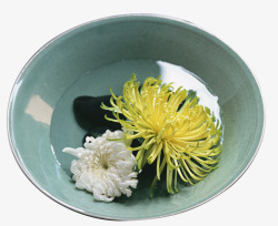 一个碗碗里的菊花高清图片