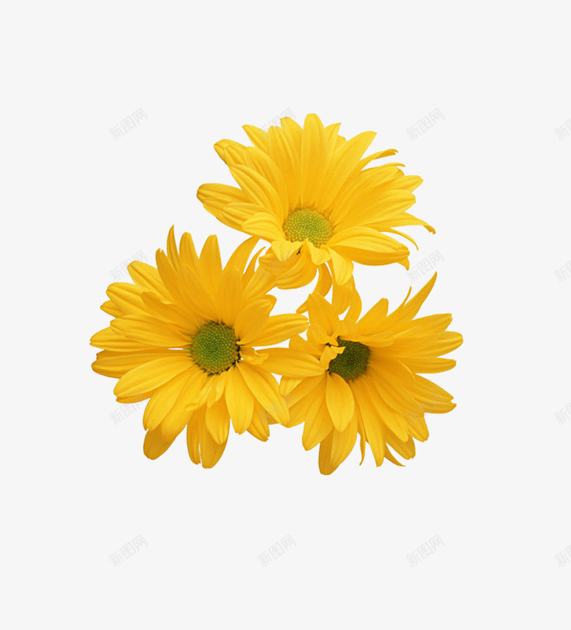 花卉元素png免抠素材_新图网 https://ixintu.com 花儿 花卉元素 菊花 黄色的花