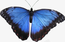 蓝色漂亮蝴蝶素材