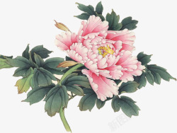 手绘绿叶粉色菊花素材