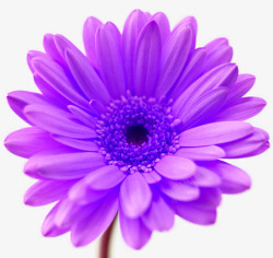 紫色盛开的菊花花朵素材