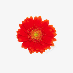 矢量花卉背景红色菊花高清图片