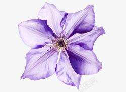 紫色有观赏性透白的一朵大花实物素材