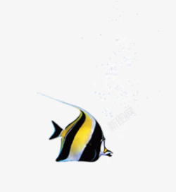 海产带鱼热带鱼气泡高清图片