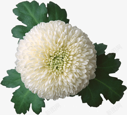 白色的菊花png免抠素材_新图网 https://ixintu.com 白色 花卉 菊花