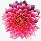 红色的菊花花朵png免抠素材_新图网 https://ixintu.com 红色 花朵 菊花