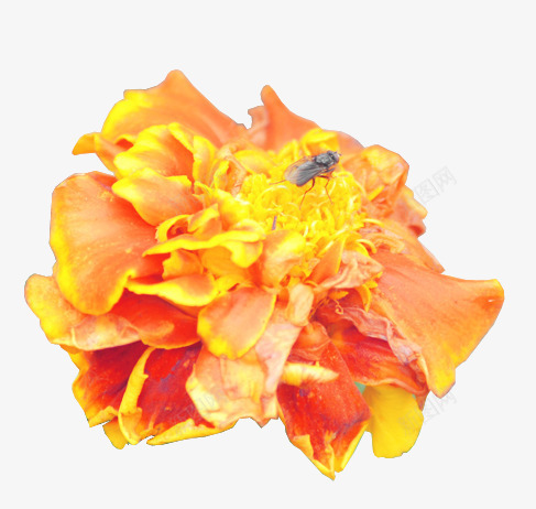花png免抠素材_新图网 https://ixintu.com 太阳菊 花 菊花