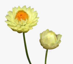 淡黄色花朵淡黄色蜡菊高清图片
