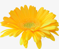 黄色菊花花卉素材