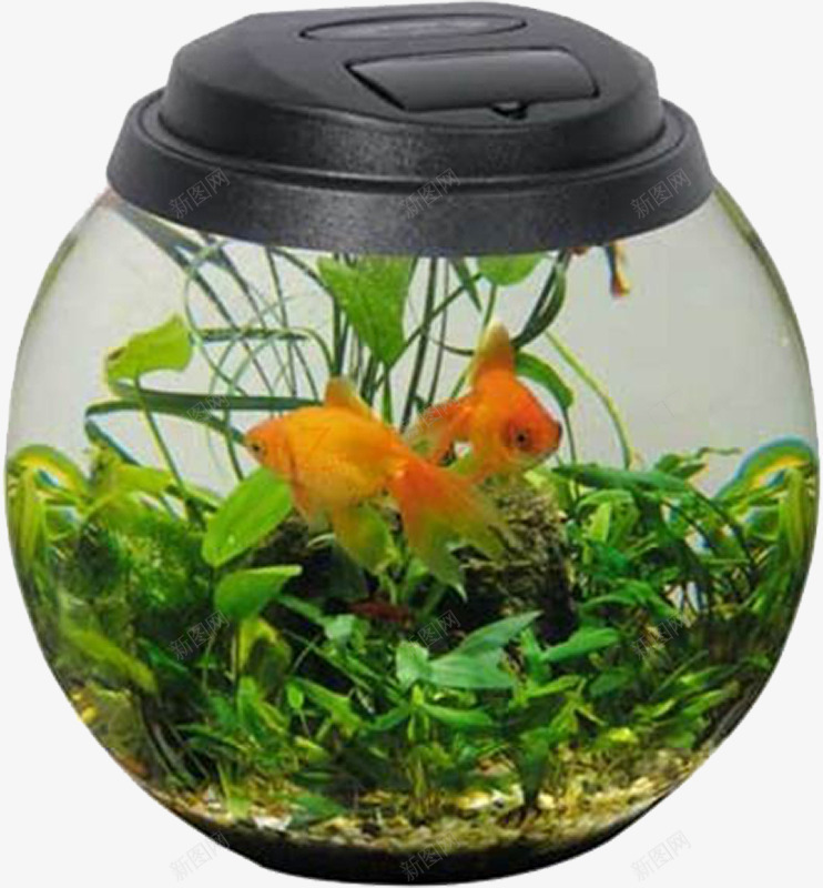 圆形玻璃鱼缸png免抠素材_新图网 https://ixintu.com 养鱼 水缸 水草 透明玻璃 金鱼 鱼缸
