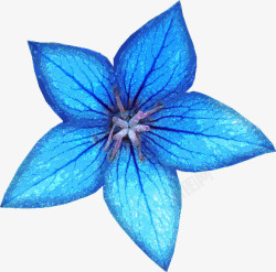 蓝色漂亮花朵素材