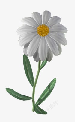 白色菊花花朵素材